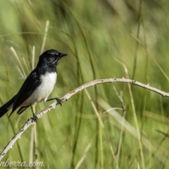 Rhipidura leucophrys (Willie Wagtail) at Aranda Bushland - 17 Apr 2020 by BIrdsinCanberra