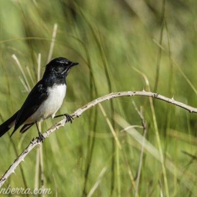 Rhipidura leucophrys (Willie Wagtail) at Dunlop, ACT - 18 Apr 2020 by JonSteinbeck