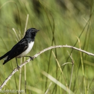 Rhipidura leucophrys at Dunlop, ACT - 18 Apr 2020