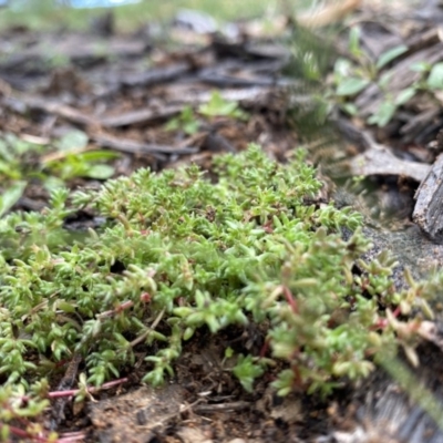 Crassula helmsii (Swamp Stonecrop) at Hughes Grassy Woodland - 9 May 2020 by KL
