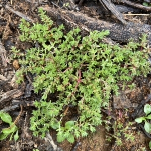 Crassula helmsii at Hughes, ACT - 9 May 2020 02:02 PM