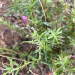 Epilobium sp. (A Willow Herb) at Red Hill to Yarralumla Creek - 9 May 2020 by KL
