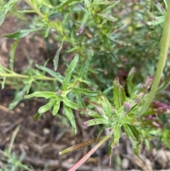 Epilobium sp. at Hughes, ACT - 9 May 2020 01:26 PM