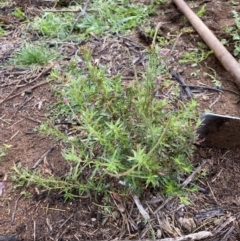 Epilobium sp. at Hughes, ACT - 9 May 2020