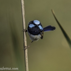 Malurus cyaneus (Superb Fairywren) at Dunlop, ACT - 17 Apr 2020 by BIrdsinCanberra