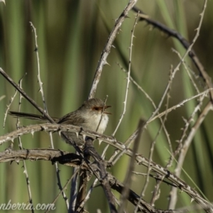 Malurus cyaneus at Dunlop, ACT - 18 Apr 2020