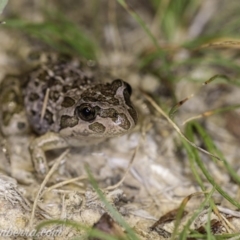 Limnodynastes tasmaniensis (Spotted Grass Frog) at Dunlop, ACT - 24 Apr 2020 by JonSteinbeck