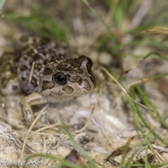 Limnodynastes tasmaniensis (Spotted Grass Frog) at Aranda Bushland - 24 Apr 2020 by BIrdsinCanberra