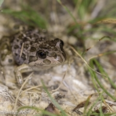 Limnodynastes tasmaniensis (Spotted Grass Frog) at Dunlop, ACT - 24 Apr 2020 by BIrdsinCanberra