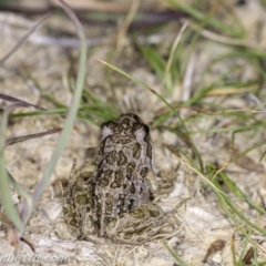 Limnodynastes tasmaniensis at Dunlop, ACT - 24 Apr 2020