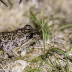 Limnodynastes tasmaniensis at Dunlop, ACT - 24 Apr 2020