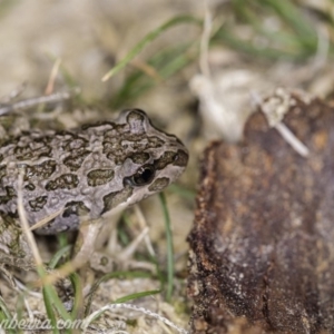 Limnodynastes tasmaniensis at Dunlop, ACT - 24 Apr 2020