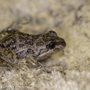 Limnodynastes tasmaniensis at Dunlop, ACT - 24 Apr 2020