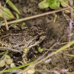 Limnodynastes tasmaniensis (Spotted Grass Frog) at Dunlop, ACT - 24 Apr 2020 by BIrdsinCanberra