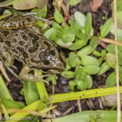 Limnodynastes tasmaniensis at Dunlop, ACT - 24 Apr 2020