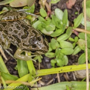 Limnodynastes tasmaniensis at Dunlop, ACT - 24 Apr 2020