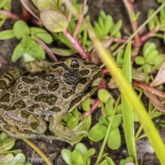 Limnodynastes tasmaniensis at Dunlop, ACT - 24 Apr 2020