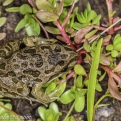 Limnodynastes tasmaniensis at Dunlop, ACT - 24 Apr 2020