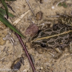 Limnodynastes tasmaniensis (Spotted Grass Frog) at Dunlop, ACT - 24 Apr 2020 by BIrdsinCanberra