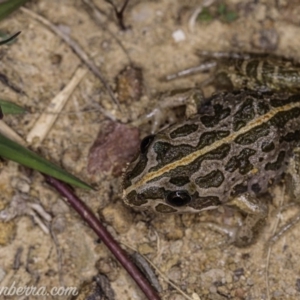 Limnodynastes tasmaniensis at Dunlop, ACT - 24 Apr 2020