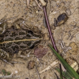 Limnodynastes tasmaniensis at Dunlop, ACT - 24 Apr 2020