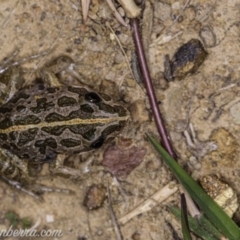 Limnodynastes tasmaniensis at Dunlop, ACT - 24 Apr 2020