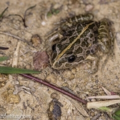 Limnodynastes tasmaniensis at Dunlop, ACT - 24 Apr 2020