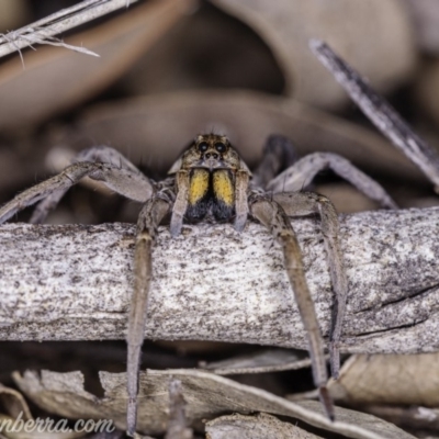 Tasmanicosa godeffroyi (Garden Wolf Spider) at Red Hill Nature Reserve - 14 Apr 2020 by BIrdsinCanberra