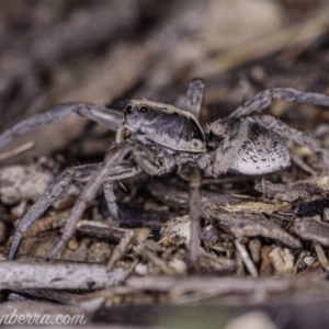 Tasmanicosa godeffroyi at Hughes, ACT - 14 Apr 2020