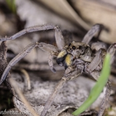 Tasmanicosa godeffroyi at Hughes, ACT - 14 Apr 2020