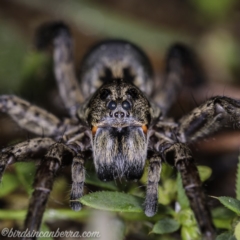 Unidentified Wolf spider (Lycosidae) at Hughes, ACT - 14 Apr 2020 by BIrdsinCanberra