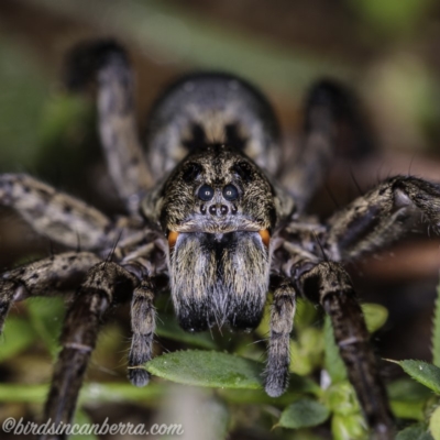 Tasmanicosa sp. (genus) (Tasmanicosa wolf spider) at Hughes, ACT - 14 Apr 2020 by BIrdsinCanberra