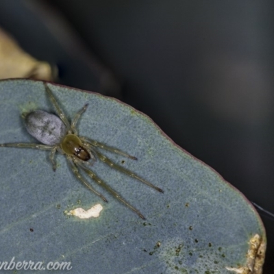 Cheiracanthiidae (family) (Sac spiders) at Deakin, ACT - 14 Apr 2020 by BIrdsinCanberra