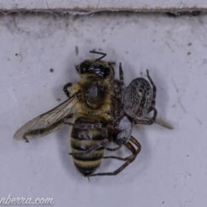 Badumna insignis at Hughes, ACT - 16 Apr 2020 11:24 AM