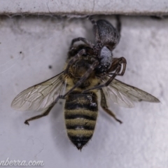 Badumna insignis at Hughes, ACT - 16 Apr 2020