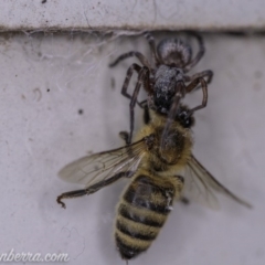 Badumna insignis at Hughes, ACT - 16 Apr 2020 11:24 AM