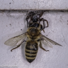 Badumna insignis at Hughes, ACT - 16 Apr 2020 11:24 AM