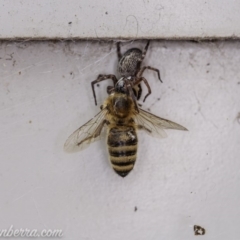 Badumna insignis at Hughes, ACT - 16 Apr 2020