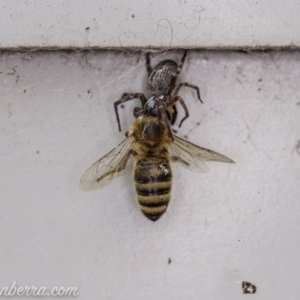 Badumna insignis at Hughes, ACT - 16 Apr 2020 11:24 AM