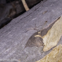 Typostola barbata (Giant Green Huntsman) at Dunlop, ACT - 24 Apr 2020 by BIrdsinCanberra