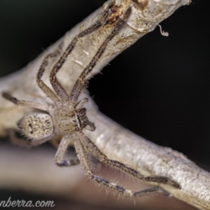 Neosparassus sp. (genus) at Aranda Bushland - 24 Apr 2020