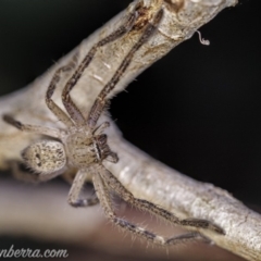 Unidentified Huntsman spider (Sparassidae) (TBC) at Aranda, ACT - 24 Apr 2020 by BIrdsinCanberra