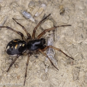 Habronestes sp. (genus) at Dunlop, ACT - 24 Apr 2020