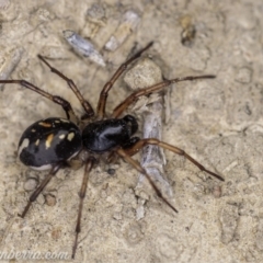 Habronestes sp. (genus) (An ant-eating spider) at Dunlop, ACT - 24 Apr 2020 by BIrdsinCanberra