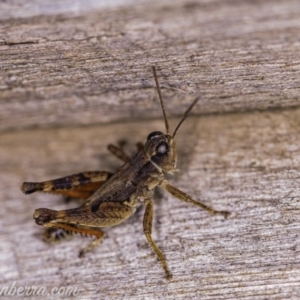 Phaulacridium vittatum at Hughes, ACT - 11 Apr 2020