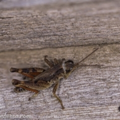 Phaulacridium vittatum at Hughes, ACT - 11 Apr 2020