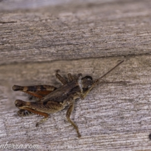 Phaulacridium vittatum at Hughes, ACT - 11 Apr 2020 01:28 PM