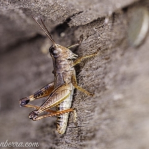 Phaulacridium vittatum at Hughes, ACT - 11 Apr 2020