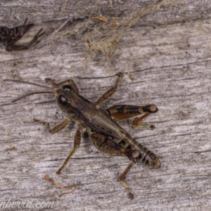 Phaulacridium vittatum at Hughes, ACT - 11 Apr 2020 01:28 PM