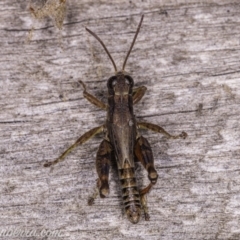 Phaulacridium vittatum at Hughes, ACT - 11 Apr 2020